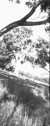 t12